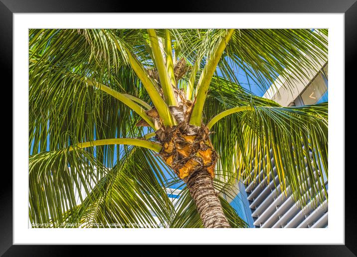 Palm Tree Close Up Miami Beach Florida Framed Mounted Print by William Perry