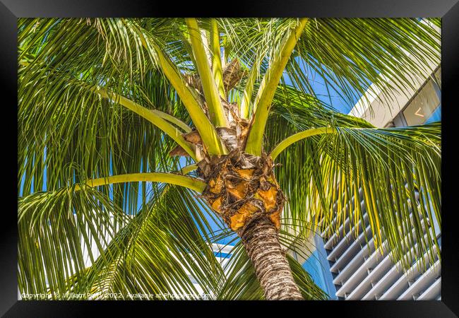 Palm Tree Close Up Miami Beach Florida Framed Print by William Perry