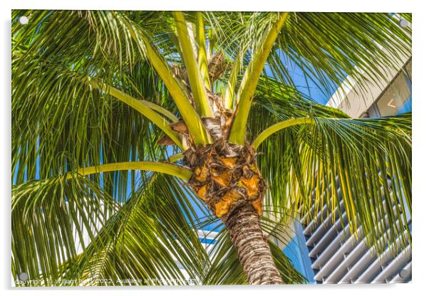 Palm Tree Close Up Miami Beach Florida Acrylic by William Perry