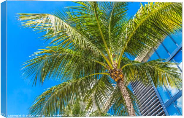 Palm Tree Close Up Miami Beach Florida Canvas Print by William Perry