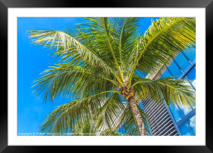 Palm Tree Close Up Miami Beach Florida Framed Mounted Print by William Perry