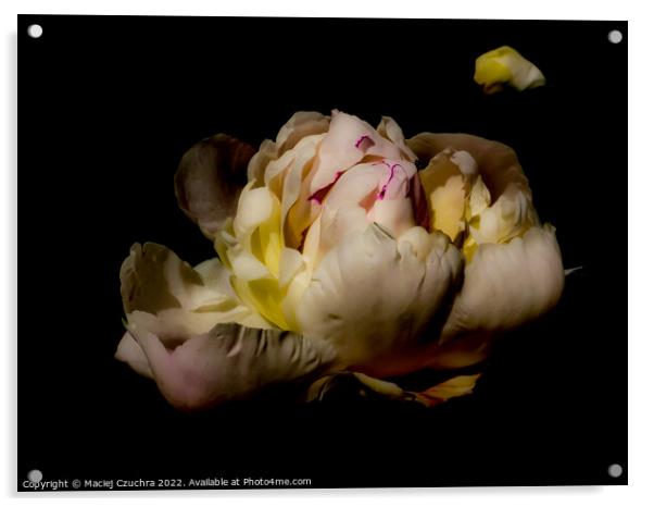 Richness of a Peony Flower Acrylic by Maciej Czuchra