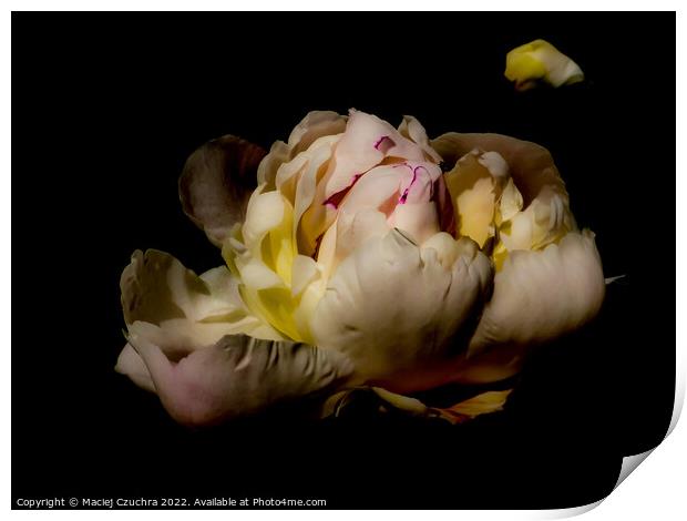 Richness of a Peony Flower Print by Maciej Czuchra