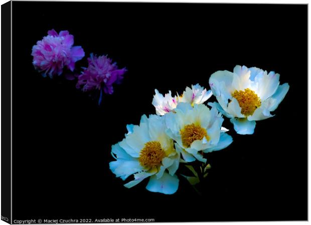 Peonies in Shadows Canvas Print by Maciej Czuchra