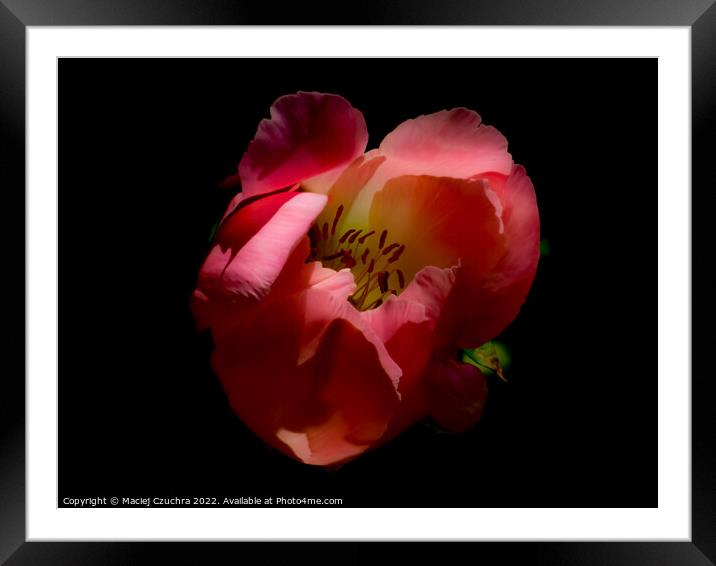 Tender Petals of a Red Peony Framed Mounted Print by Maciej Czuchra