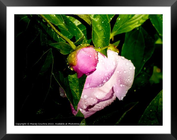 Peony in Bud and Bloom Framed Mounted Print by Maciej Czuchra