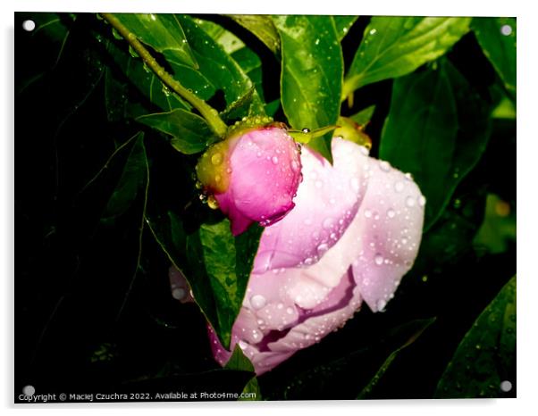 Peony in Bud and Bloom Acrylic by Maciej Czuchra
