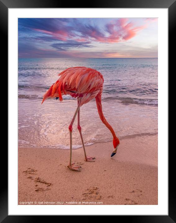 Flamingo at the beach at sunset  Framed Mounted Print by Gail Johnson
