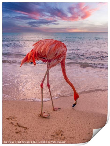 Flamingo at the beach at sunset  Print by Gail Johnson