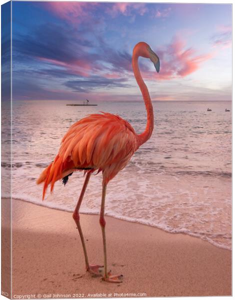 Flamingo at the beach at sunset  Canvas Print by Gail Johnson