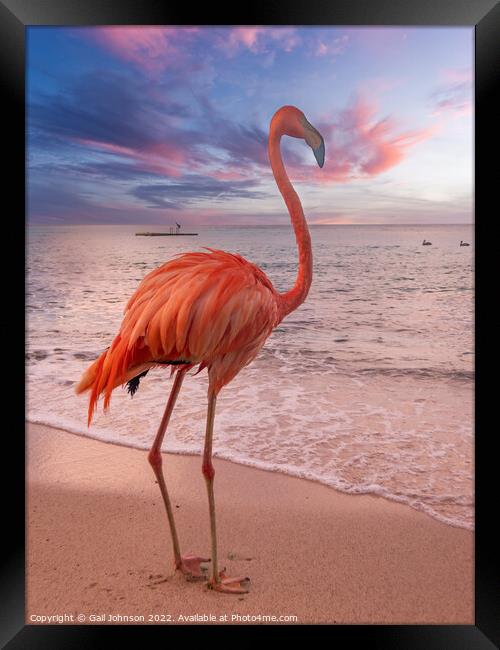 Flamingo at the beach at sunset  Framed Print by Gail Johnson