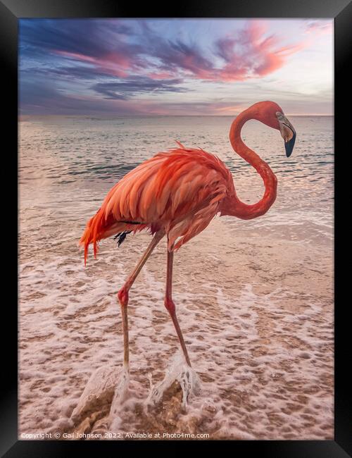 Flamingo at the beach at sunset  Framed Print by Gail Johnson