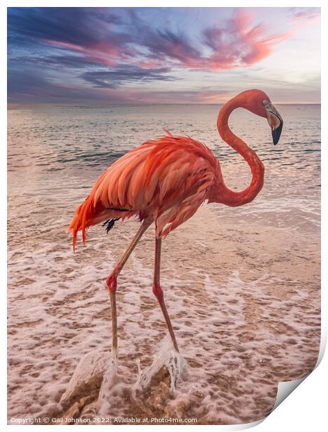 Flamingo at the beach at sunset  Print by Gail Johnson