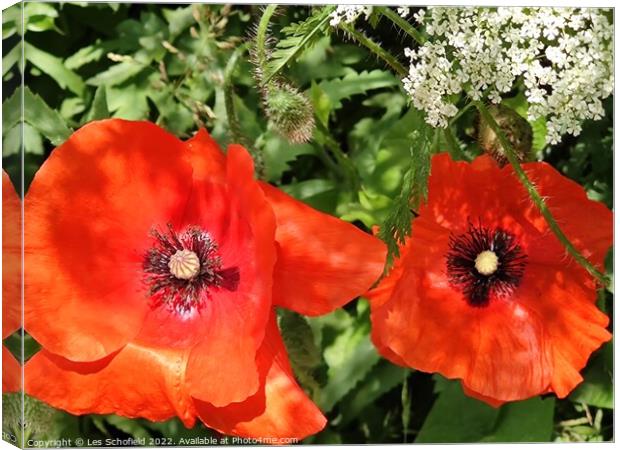 Poppies wildflowers  Canvas Print by Les Schofield