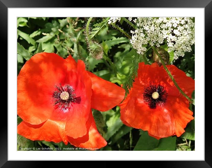 Poppies wildflowers  Framed Mounted Print by Les Schofield