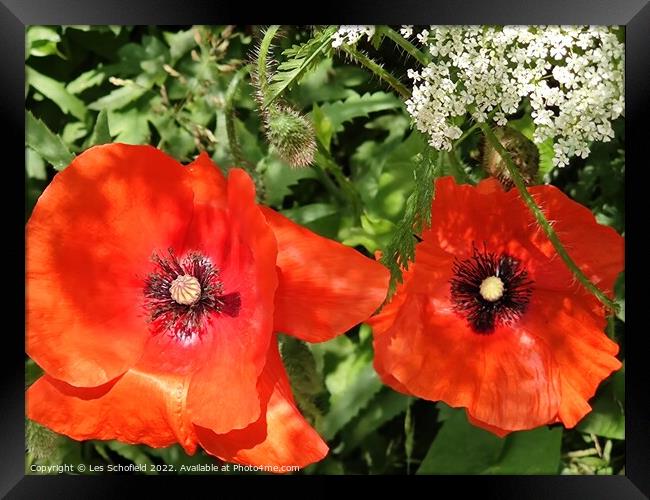Poppies wildflowers  Framed Print by Les Schofield
