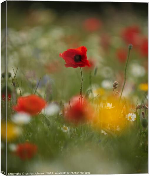 Plant flower Canvas Print by Simon Johnson