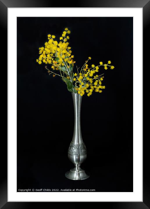 Wattle blossoms in a pewter vase on black. Framed Mounted Print by Geoff Childs