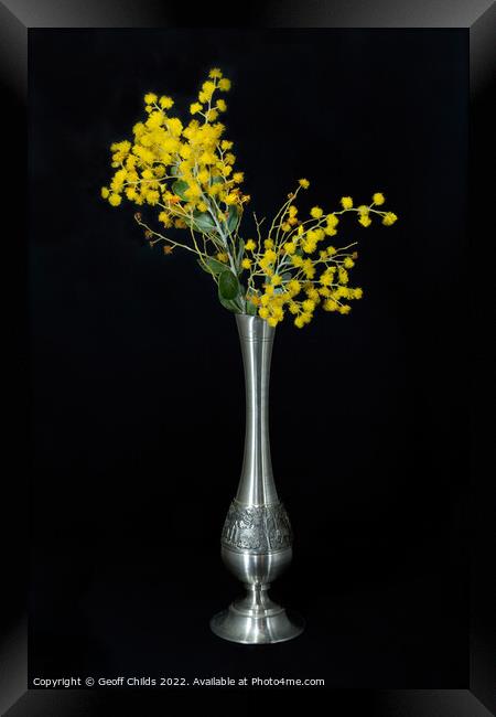 Wattle blossoms in a pewter vase on black. Framed Print by Geoff Childs