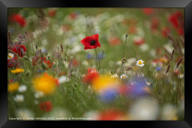 Plant flower Framed Print by Simon Johnson