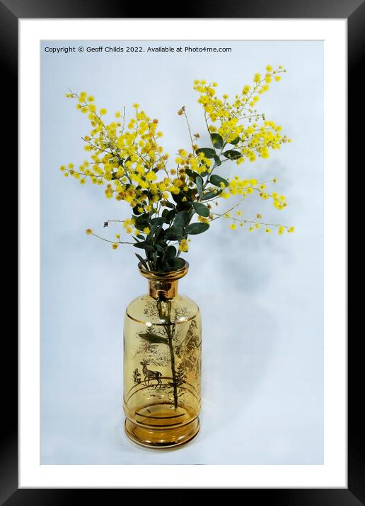 Wattle blossoms in a amber glass vase on white. Framed Mounted Print by Geoff Childs
