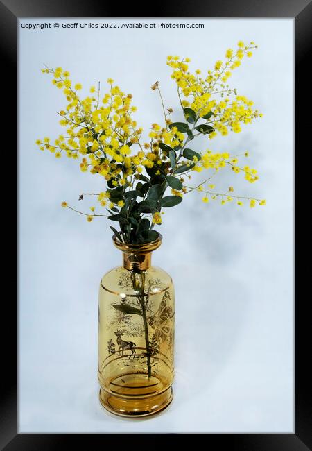 Wattle blossoms in a amber glass vase on white. Framed Print by Geoff Childs