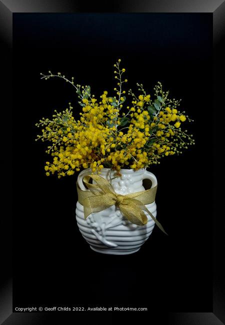 Wattle blossoms in a white ceramic vase on black. Framed Print by Geoff Childs