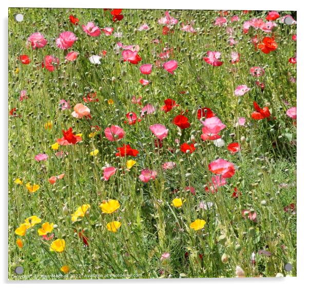 Field of Wild Poppies Acrylic by John Mitchell
