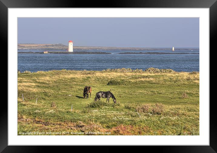 Grazing by Strangford Lough Framed Mounted Print by David McFarland