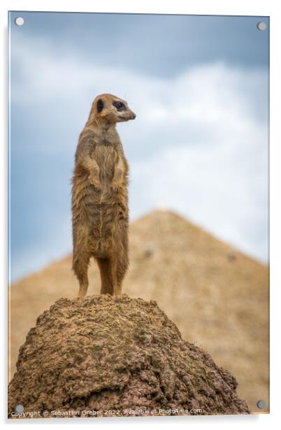 Meerkat on the lookout Acrylic by Sebastien Greber