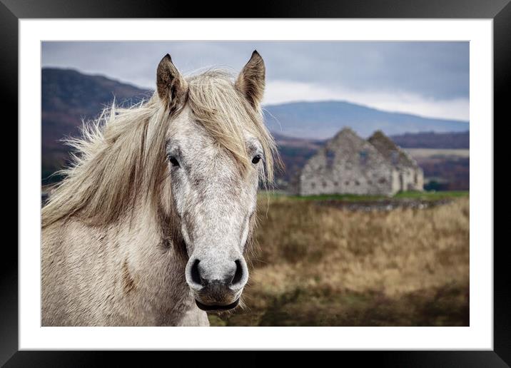 Horse at Ruthven Barracks near Kingussie Framed Mounted Print by John Frid