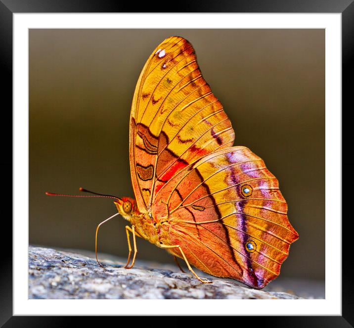 Cruiser Butterfly (vindula arsinoe) Framed Mounted Print by John Frid