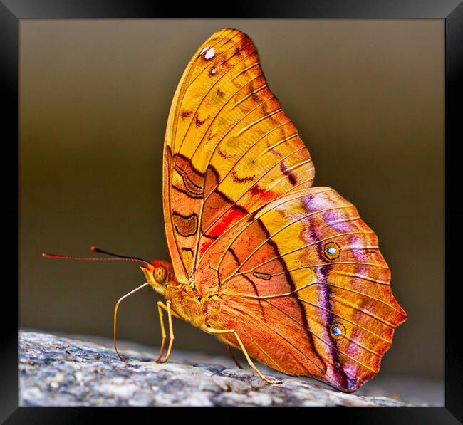 Cruiser Butterfly (vindula arsinoe) Framed Print by John Frid