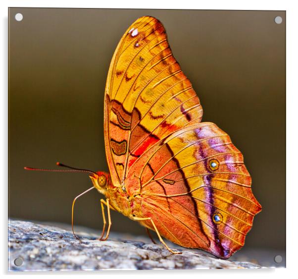 Cruiser Butterfly (vindula arsinoe) Acrylic by John Frid