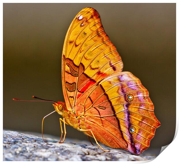 Cruiser Butterfly (vindula arsinoe) Print by John Frid