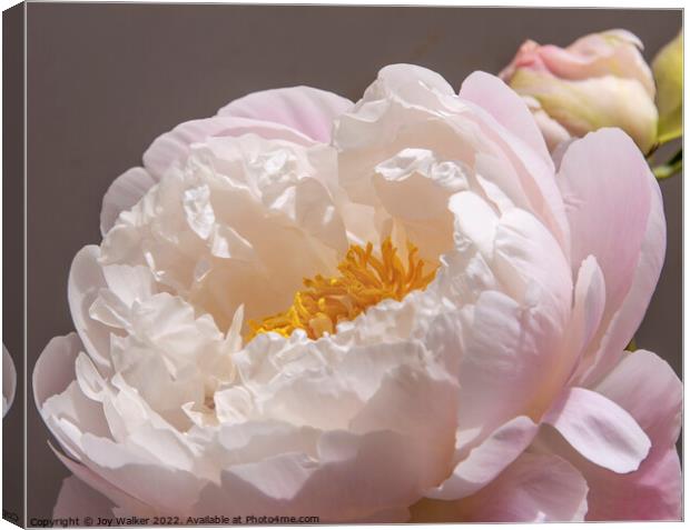 A single pale pink peony with a bud Canvas Print by Joy Walker