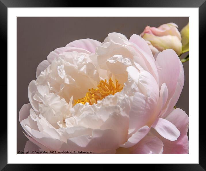 A single pale pink peony with a bud Framed Mounted Print by Joy Walker