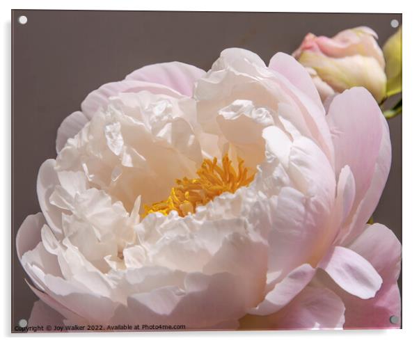 A single pale pink peony with a bud Acrylic by Joy Walker