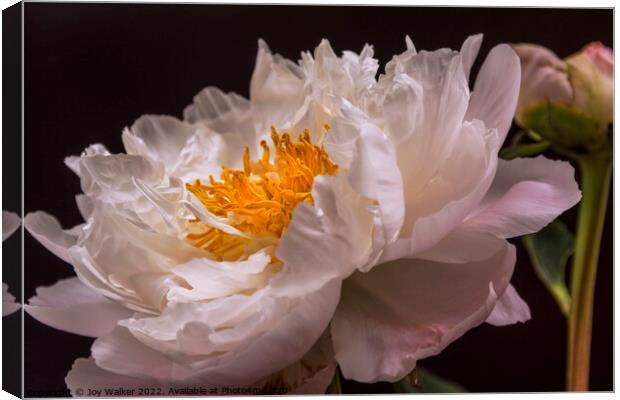 A single pale pink peony with a bud Canvas Print by Joy Walker
