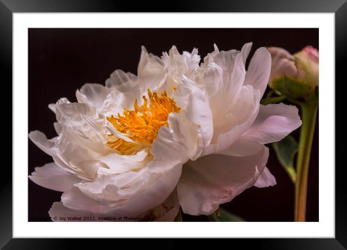 A single pale pink peony with a bud Framed Mounted Print by Joy Walker