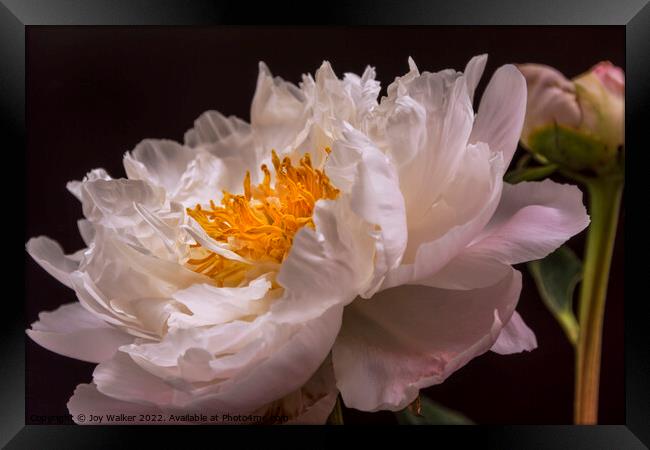 A single pale pink peony with a bud Framed Print by Joy Walker