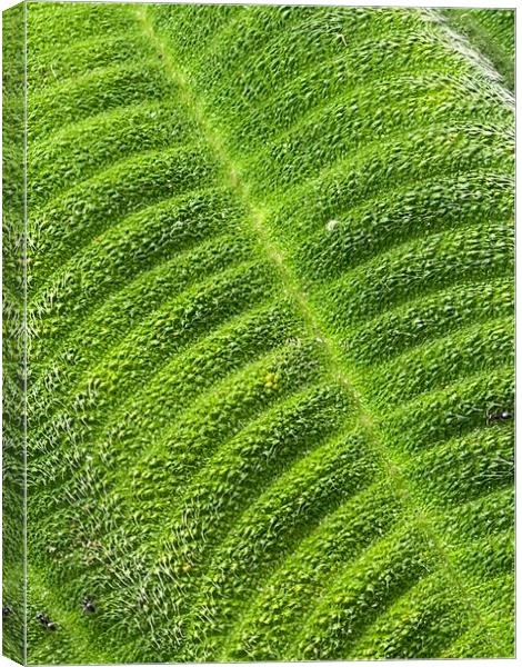 Tibouchina close up on green leaf Canvas Print by Joyce Hird