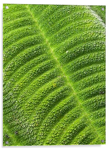 Tibouchina close up on green leaf Acrylic by Joyce Hird