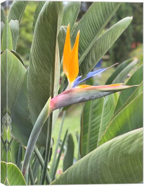 bird of paradise flower from Madeira Canvas Print by Joyce Hird