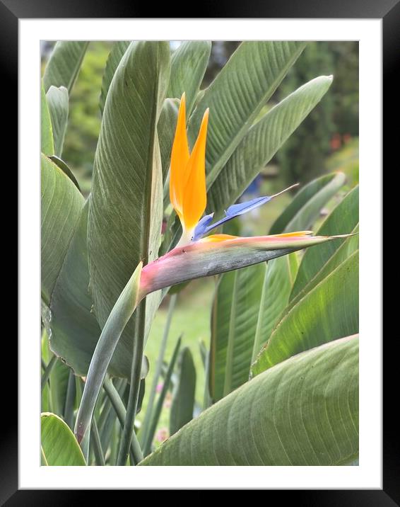 bird of paradise flower from Madeira Framed Mounted Print by Joyce Hird