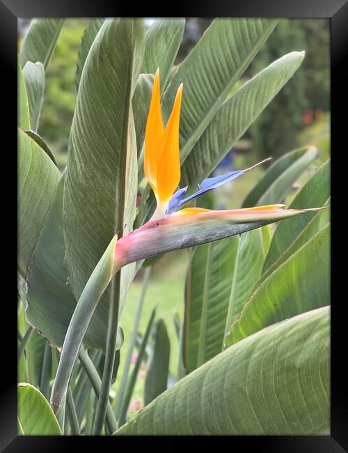 bird of paradise flower from Madeira Framed Print by Joyce Hird