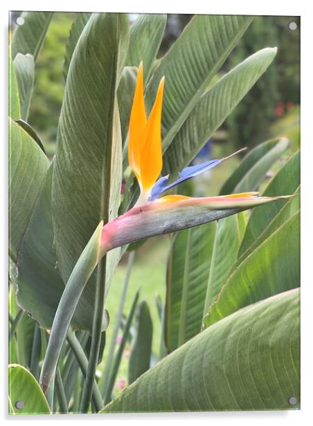 bird of paradise flower from Madeira Acrylic by Joyce Hird