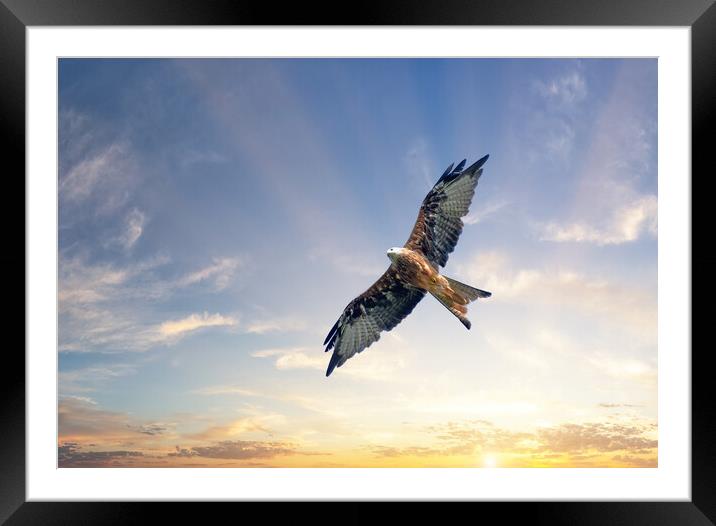 A Red Kite Soars Beneath a Beautiful Sunrise Framed Mounted Print by Tracey Turner
