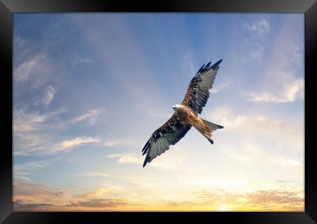A Red Kite Soars Beneath a Beautiful Sunrise Framed Print by Tracey Turner