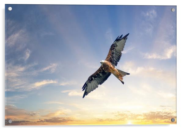 A Red Kite Soars Beneath a Beautiful Sunrise Acrylic by Tracey Turner